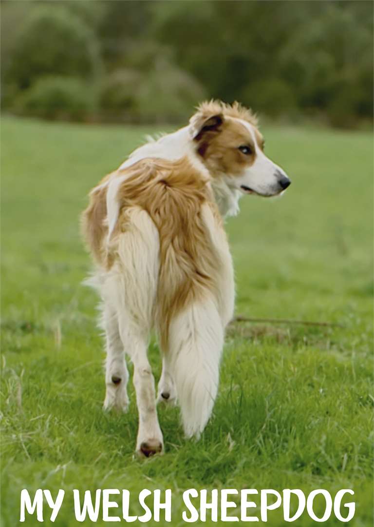 MyWelshSheepdog_Vertical_Cover