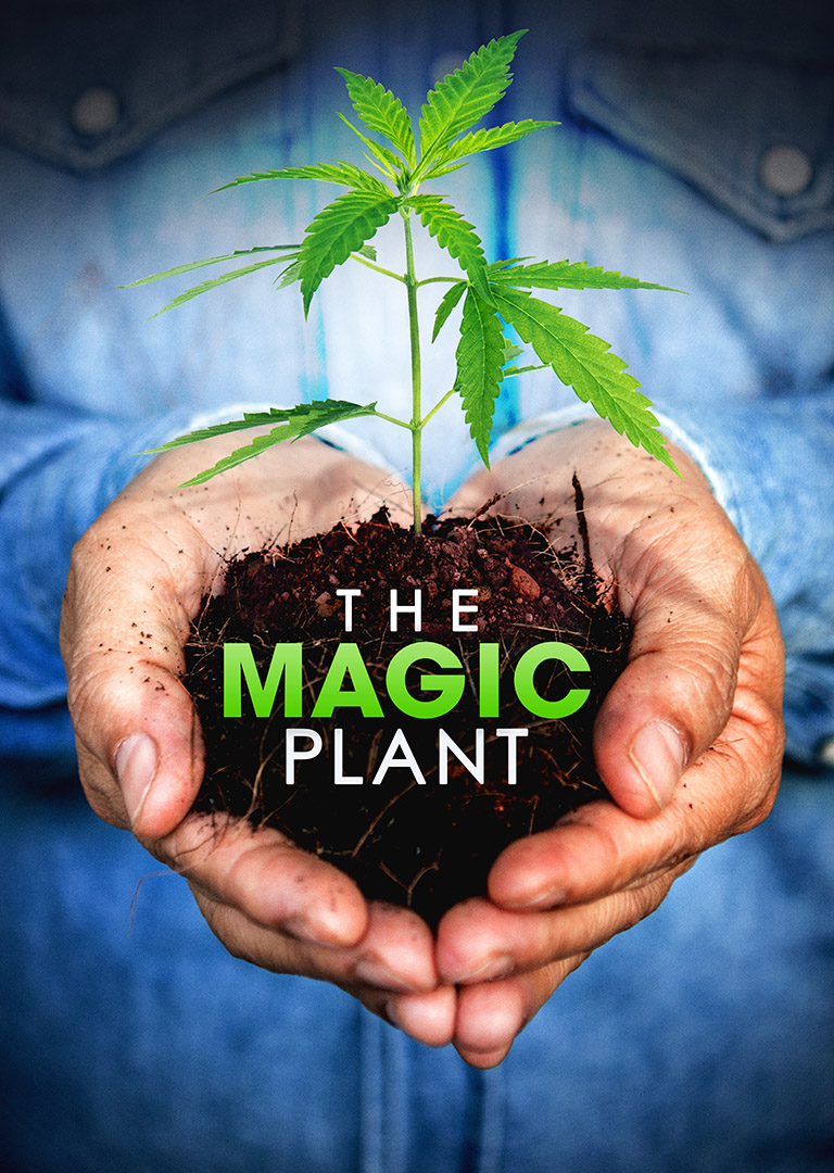 THE MAGIC PLANT - thumbnail